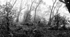 BKW121 Bush in Mist, Blue Mountains National Park NSW